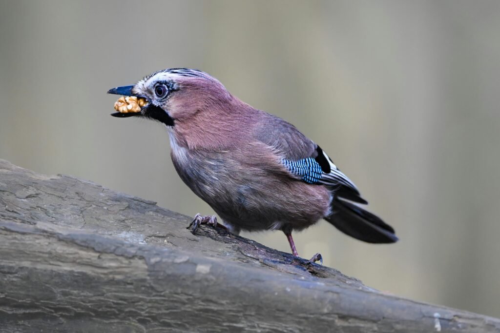 2009 Jayco Jay Flight G2: Everything You Need to Know Before Buying